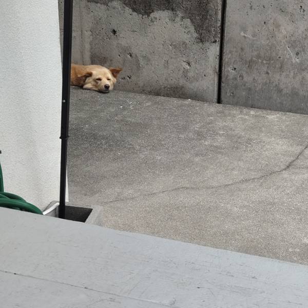 店の前で通行人が「おわっ！ビックリしたっ！」　犬の姿に思わず二度見