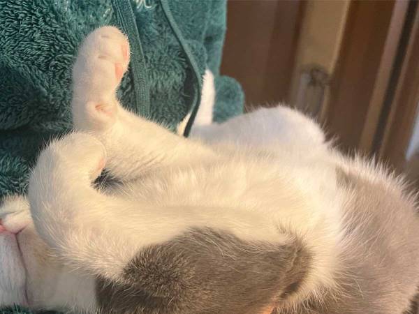 ベッドに連れて行かれる猫　その姿に「野生を失いすぎ」「爆笑した」