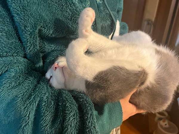 ベッドに連れて行かれる猫　その姿に「野生を失いすぎ」「爆笑した」