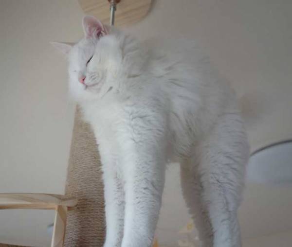 気持ちよさそうに伸びをする猫　表情が完全にキマってる