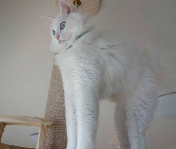 気持ちよさそうに伸びをする猫　表情が完全にキマってる