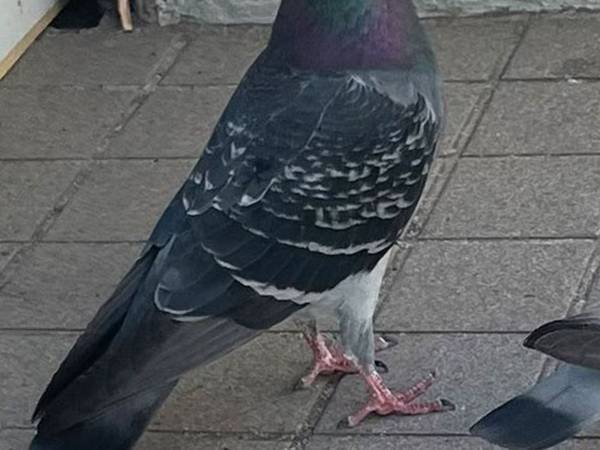 駅の近くを歩く男性　収めたハトの写真に「育ちがよさそう」「ワロタ」