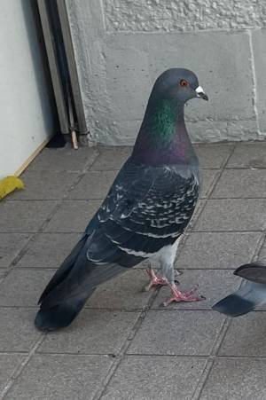 駅の近くを歩く男性　収めたハトの写真に「育ちがよさそう」「ワロタ」