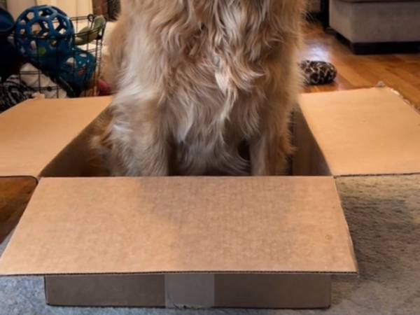 猫に育てられたゴールデンレトリバーが想像以上に『猫』だった