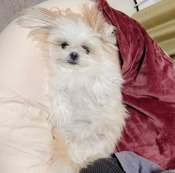 トリミング前と後の犬の姿　激変ぶりに「え、誰？」「テクノカットやん」