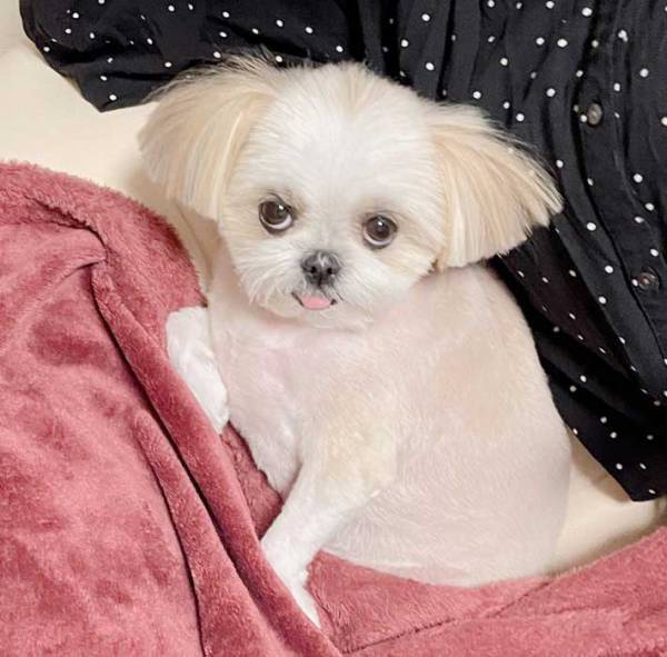 トリミング前と後の犬の姿　激変ぶりに「え、誰？」「テクノカットやん」