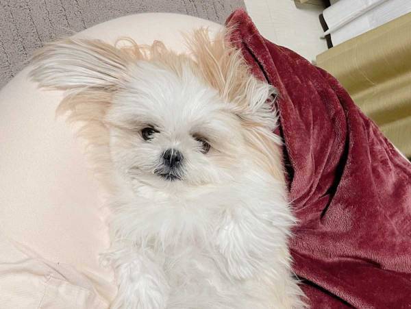 トリミング前と後の犬の姿　激変ぶりに「え、誰？」「テクノカットやん」