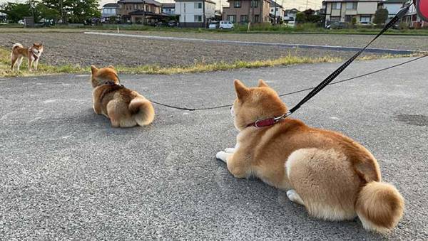 「あれ、分身してる？」同じ姿勢で座る２匹の柴犬　視線の先には…