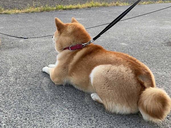 「あれ、分身してる？」同じ姿勢で座る２匹の柴犬　視線の先には…