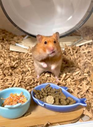 飼い主「なんだその態度は」　ハムスターの表情に「ちゃっかりしてる」