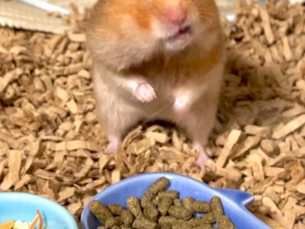 飼い主「なんだその態度は」　ハムスターの表情に「ちゃっかりしてる」