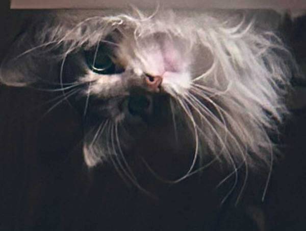 視線を感じる妻　天井を見上げると？　「これはビビる」「完全に確信犯」