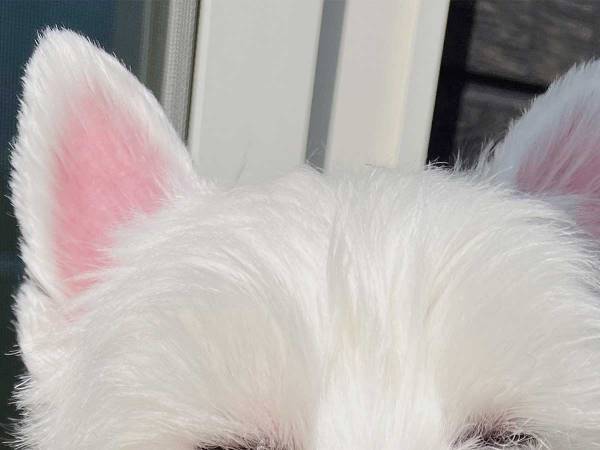 充電切れの犬　ドッグランでたくさん遊んだ結果…「かわいすぎやしないか」