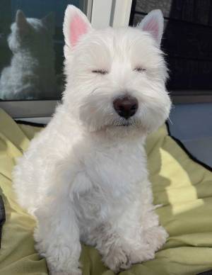 充電切れの犬　ドッグランでたくさん遊んだ結果…「かわいすぎやしないか」