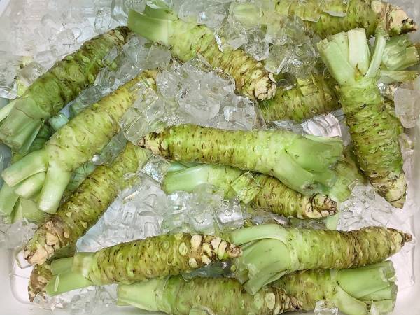 生ワサビの保存、どうするのが正解？　おいしさを保つ方法に「勉強になった」