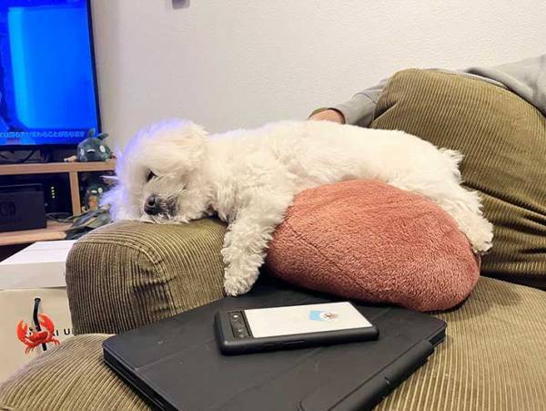 「もう動けません」　広い公園を歩き続けた犬の姿に「最高」の声
