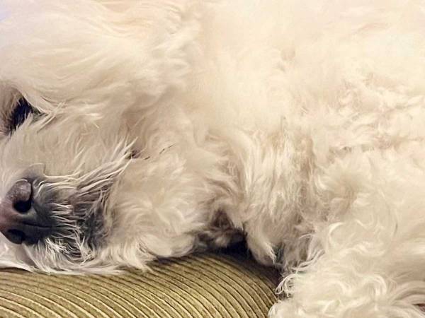 「もう動けません」　広い公園を歩き続けた犬の姿に「最高」の声