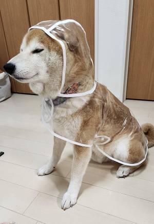 柴犬にカッパを買ったら「完全にそれ」「懐かしすぎる」