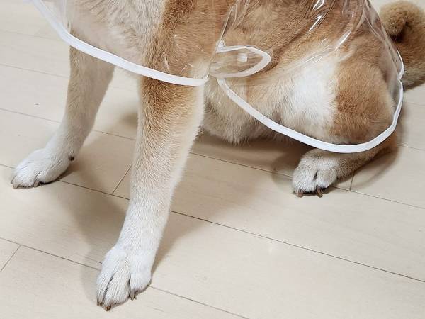 柴犬にカッパを買ったら「完全にそれ」「懐かしすぎる」