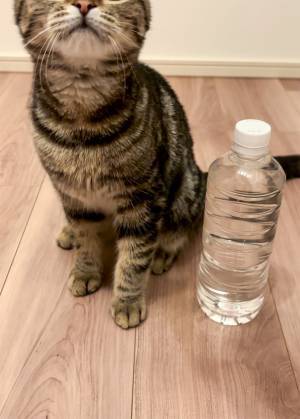 アレと同じサイズだった子猫が…？　４か月後の姿に「タケノコみたい」