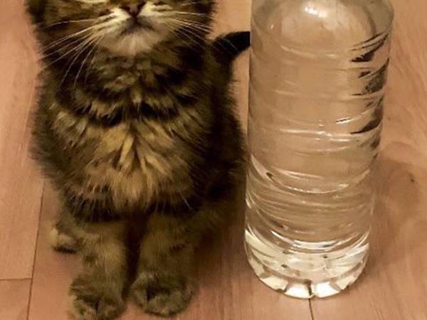 アレと同じサイズだった子猫が…？　４か月後の姿に「タケノコみたい」