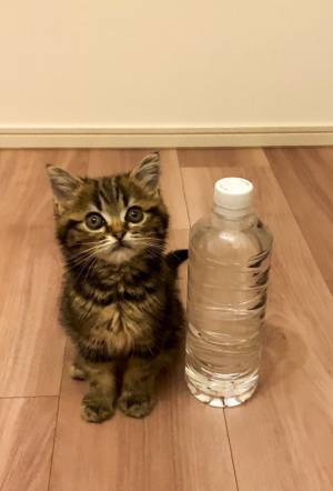 アレと同じサイズだった子猫が…？　４か月後の姿に「タケノコみたい」