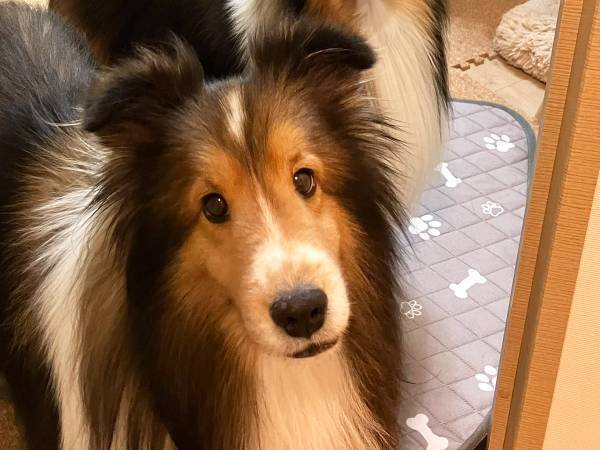 飼い主「集合！」　愛犬たちの行動に「最高かよ」「そこ代わって」