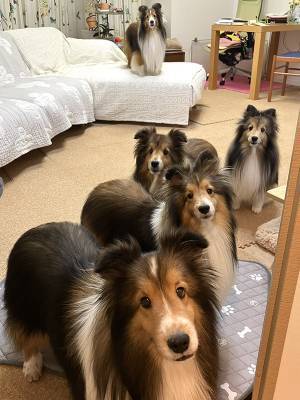 飼い主「集合！」　愛犬たちの行動に「最高かよ」「そこ代わって」
