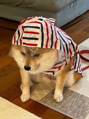 「この世の終わりのよう」　カッパを着せられた犬の表情が？