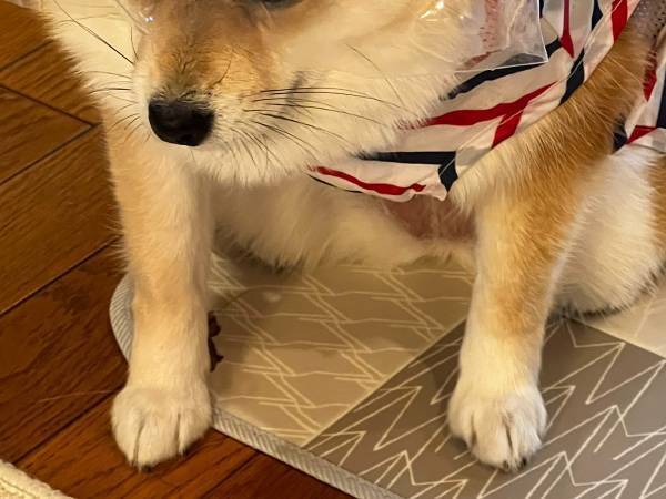 「この世の終わりのよう」　カッパを着せられた犬の表情が？