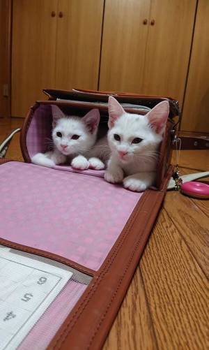 「ランドセルを放置するとこうなる」　新１年生への注意喚起に「笑った」「コレは大変」