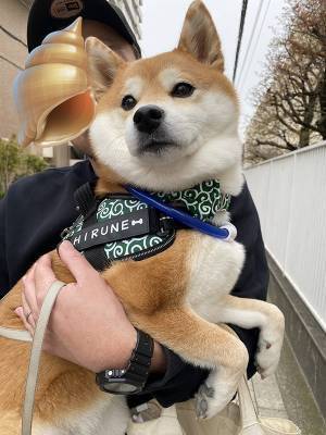 柴犬の散歩中、通りすがりの女の子が？　「ニヤニヤが止まらん」「１００点」