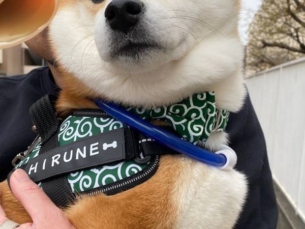 柴犬の散歩中、通りすがりの女の子が？　「ニヤニヤが止まらん」「１００点」