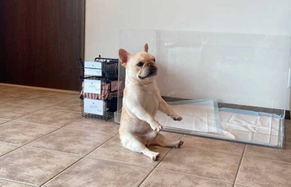 「神経が図太いんで…」　旅行にやってきた犬、まさかの姿勢に飼い主も驚き