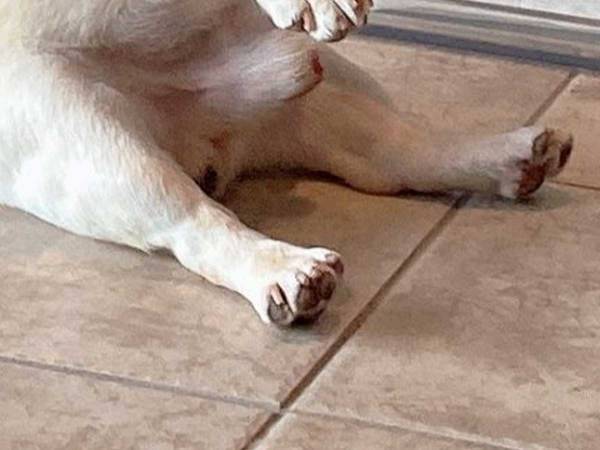 「神経が図太いんで…」　旅行にやってきた犬、まさかの姿勢に飼い主も驚き