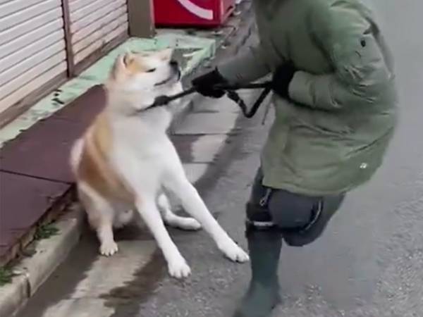 家の前で『帰宅拒否』する秋田犬　母親がとった行動に「吹いた」「かわいすぎる」