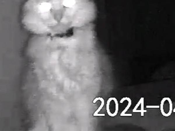 残業中に愛猫の様子が気になった飼い主　ペットカメラを見てみると？