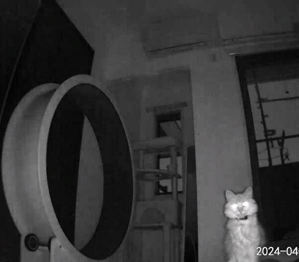 ペットカメラに映る猫