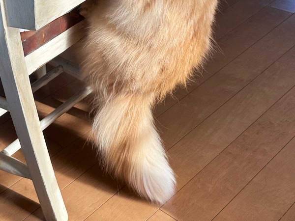 激写された猫の羽化シーンとは？　妻からの写真に「笑った」「もうそんな季節か」