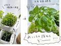 『豆苗プランター』に別のモノを植えた結果…「こんなに！？」「やってみたーい！」