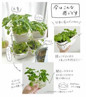 『豆苗プランター』に別のモノを植えた結果…「こんなに！？」「やってみたーい！」