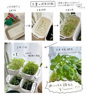 『豆苗プランター』に別のモノを植えた結果…「こんなに！？」「やってみたーい！」
