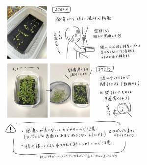 『豆苗プランター』に別のモノを植えた結果…「こんなに！？」「やってみたーい！」