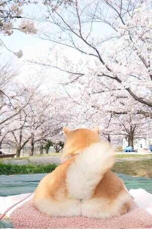 柴犬と桜の写真