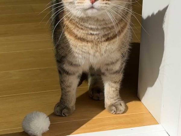 『ある勘違い』をした猫の姿に「かわいすぎて何度も見てる」「無料で申し訳ない」