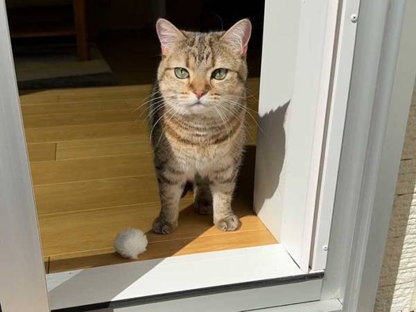 『ある勘違い』をした猫の姿に「かわいすぎて何度も見てる」「無料で申し訳ない」