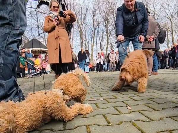 向かい合う２匹の『犬』　よく見ると？「本物かと思った」「生きているみたい」