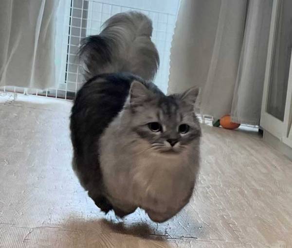 猫の『奇跡のショット』が反響　「猫に似た何か」と声が上がった１枚とは？