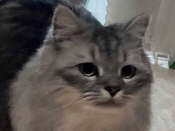 猫の『奇跡のショット』が反響　「猫に似た何か」と声が上がった１枚とは？