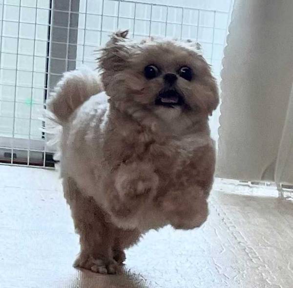 猫の『奇跡のショット』が反響　「猫に似た何か」と声が上がった１枚とは？